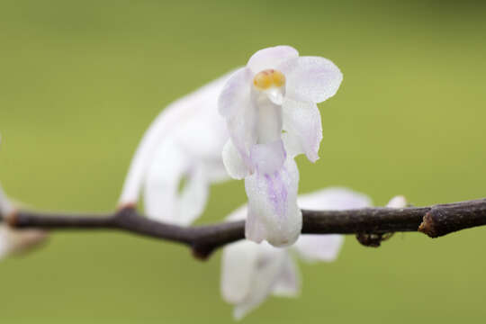 Image of Aerides ringens (Lindl.) C. E. C. Fisch.