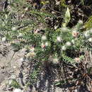 صورة Phylica propinqua Sond.