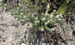 Image of Phylica propinqua Sond.