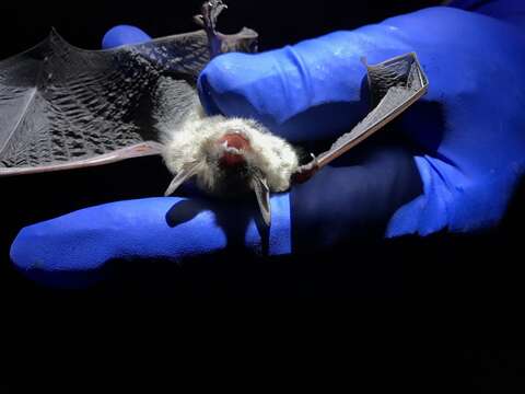 Myotis velifer (J. A. Allen 1890) resmi