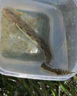 Image of Eel-blenny