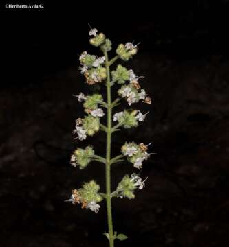 Image of Mesosphaerum urticoides (Kunth) Kuntze