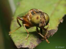 Image of Syrphid fly