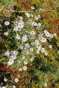 Image of Symphyotrichum nahanniense (Cody) Semple