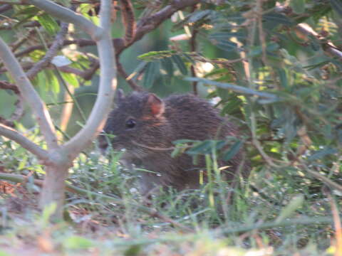 Image of Brazilian Guinea Pig