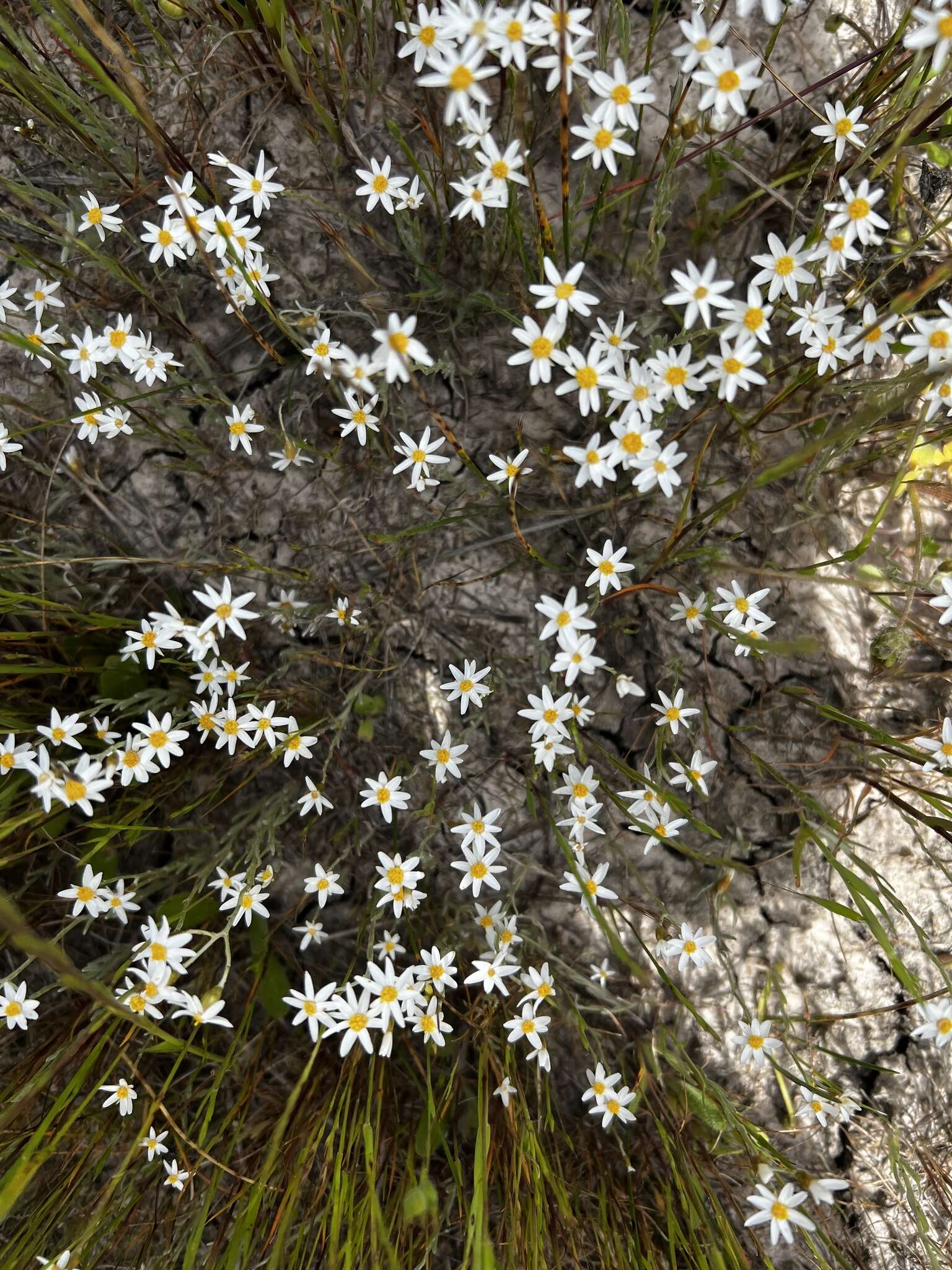 Rhodanthe corymbiflora (Schltdl.) P. G. Wilson的圖片