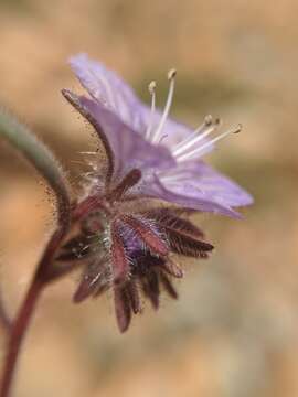 Image of Transverse Range phacelia