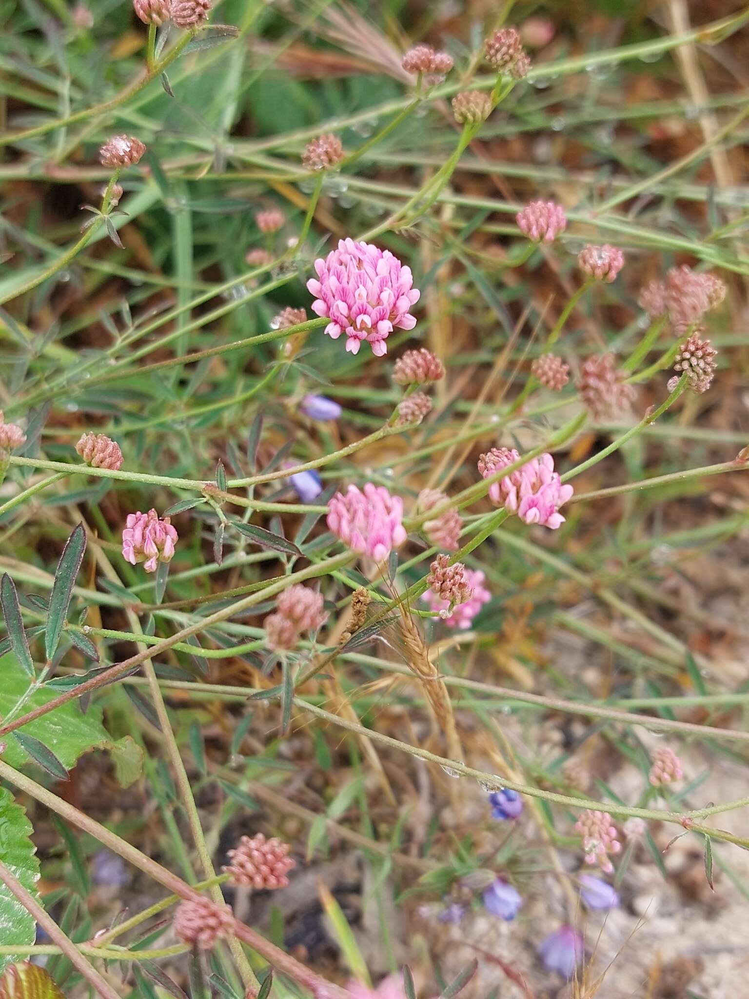 Image of Dorycnopsis gerardi