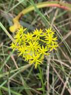 Image of low pinebarren milkwort