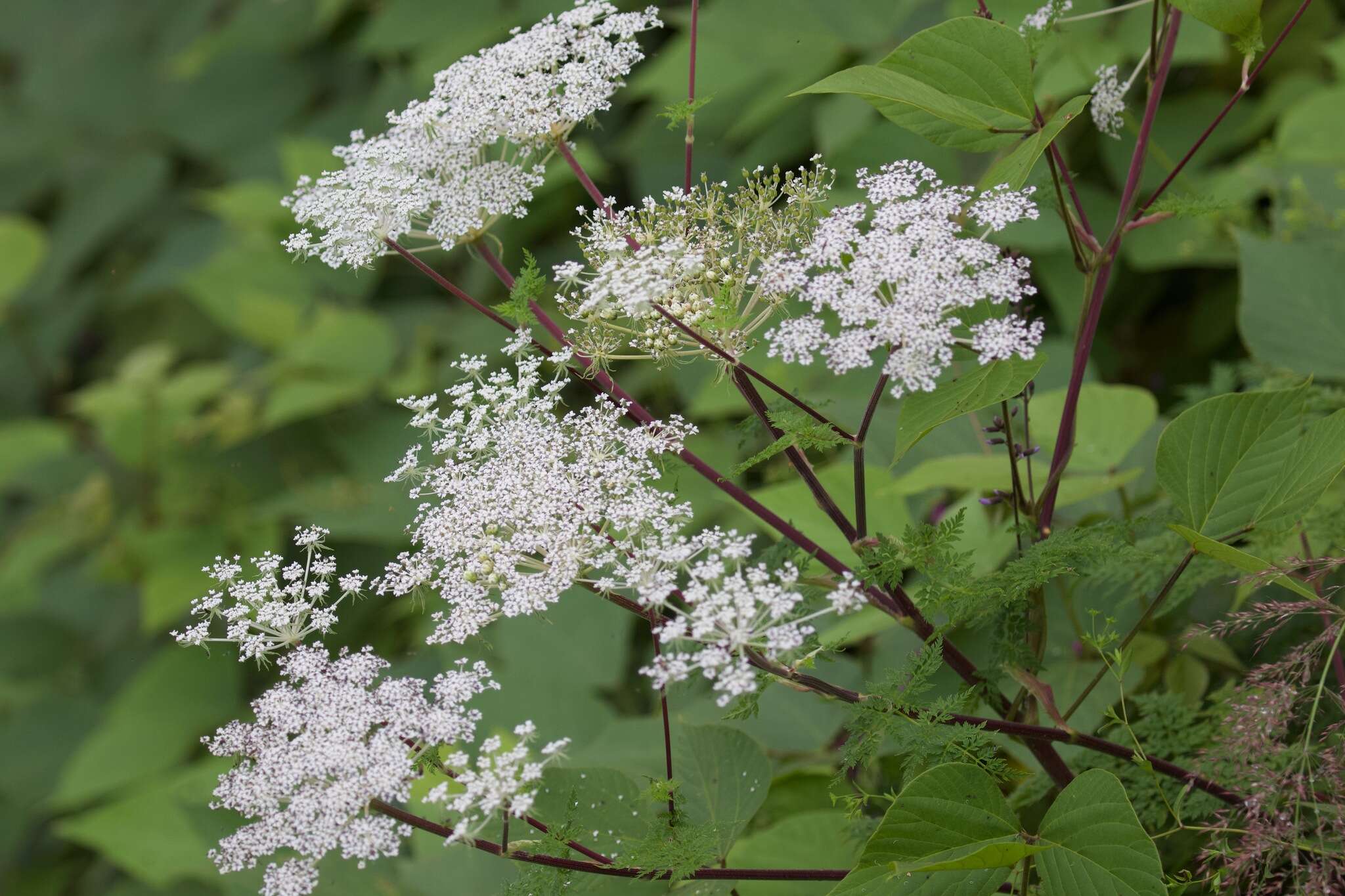 Слика од Ligusticopsis