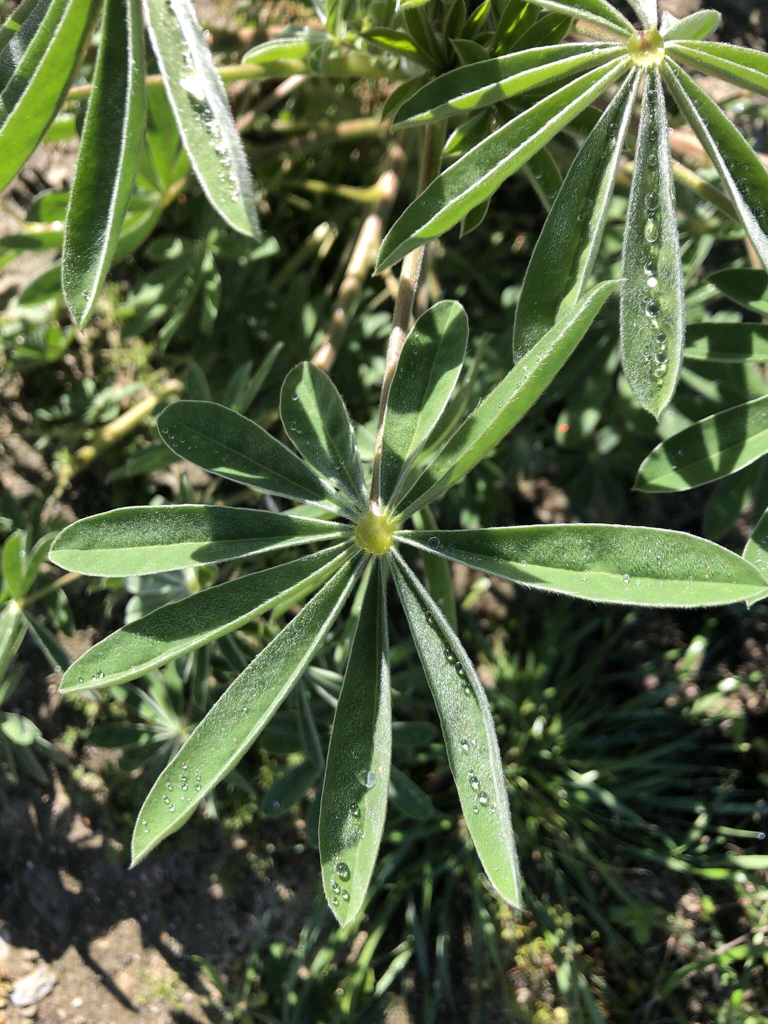 Image of Lupinus cosentinii Guss.