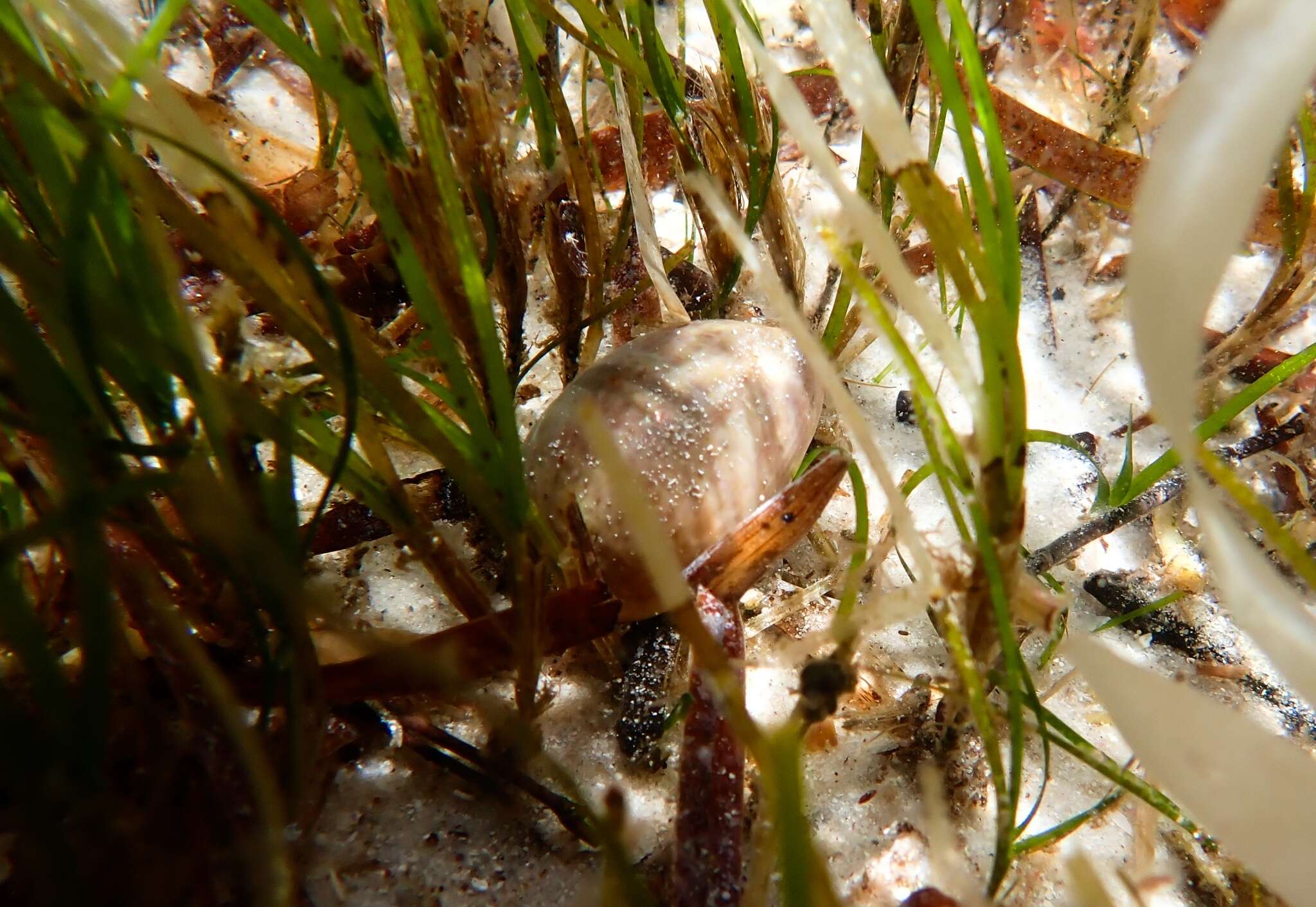 Image of Notocypraea piperita (Gray 1825)