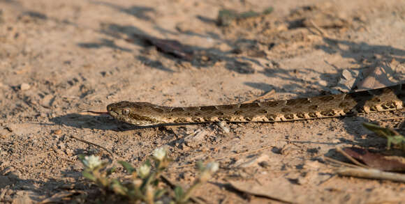 Image of Bothrops matogrossensis Amaral 1925