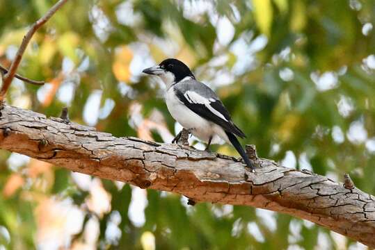 Image of Grey Butcherbird