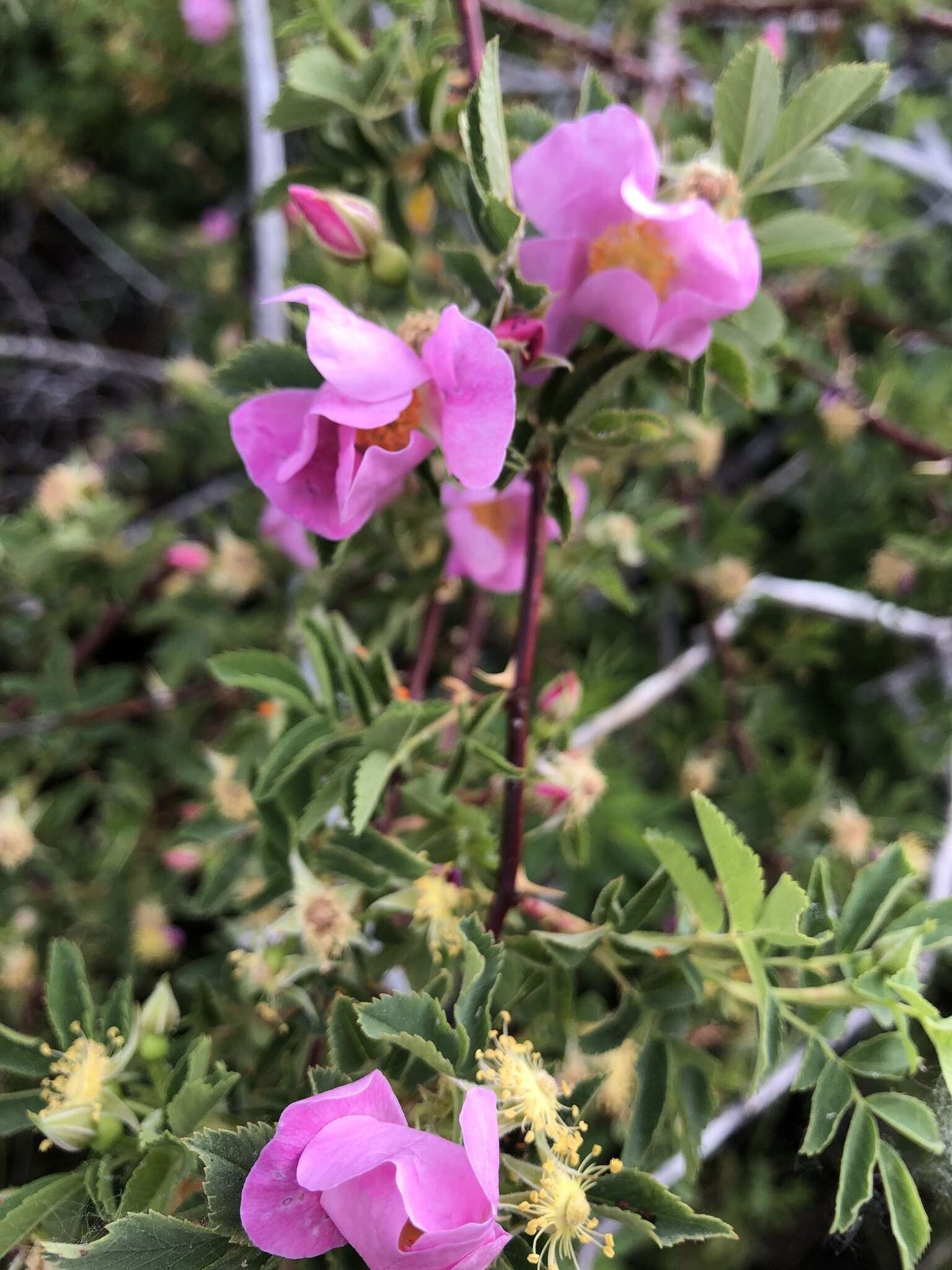 Sivun Rosa woodsii var. ultramontana (S. Wats.) Jeps. kuva