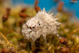 Image of Sheepy Jumping Spider