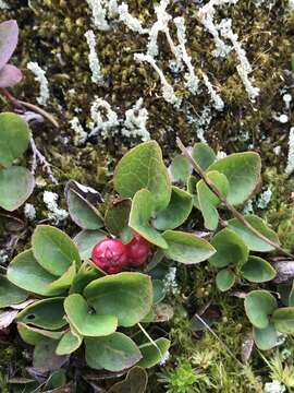 Gaultheria humifusa (R. Grah.) Rydb. resmi