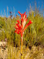 Image of Tritoniopsis triticea (Burm. fil.) Goldblatt