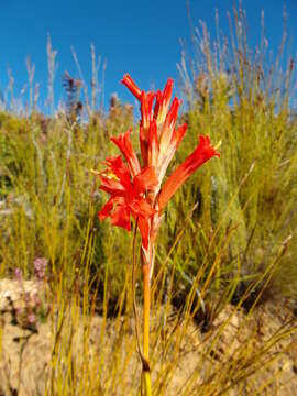 Слика од Tritoniopsis triticea (Burm. fil.) Goldblatt