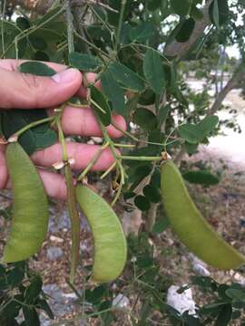 Image of <i>Erythrostemon yucatanensis</i>