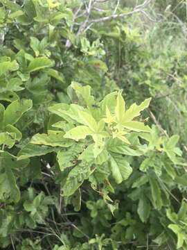 Image de Vitex obovata E. Mey.