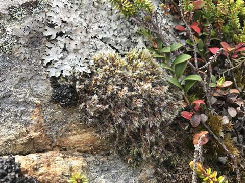 Image of racomitrium moss