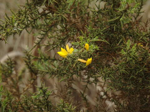 Ulex argenteus Webb resmi