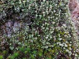 Image of cup lichen