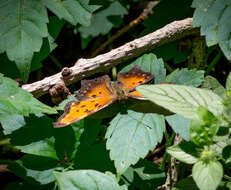 Image of Gray Comma