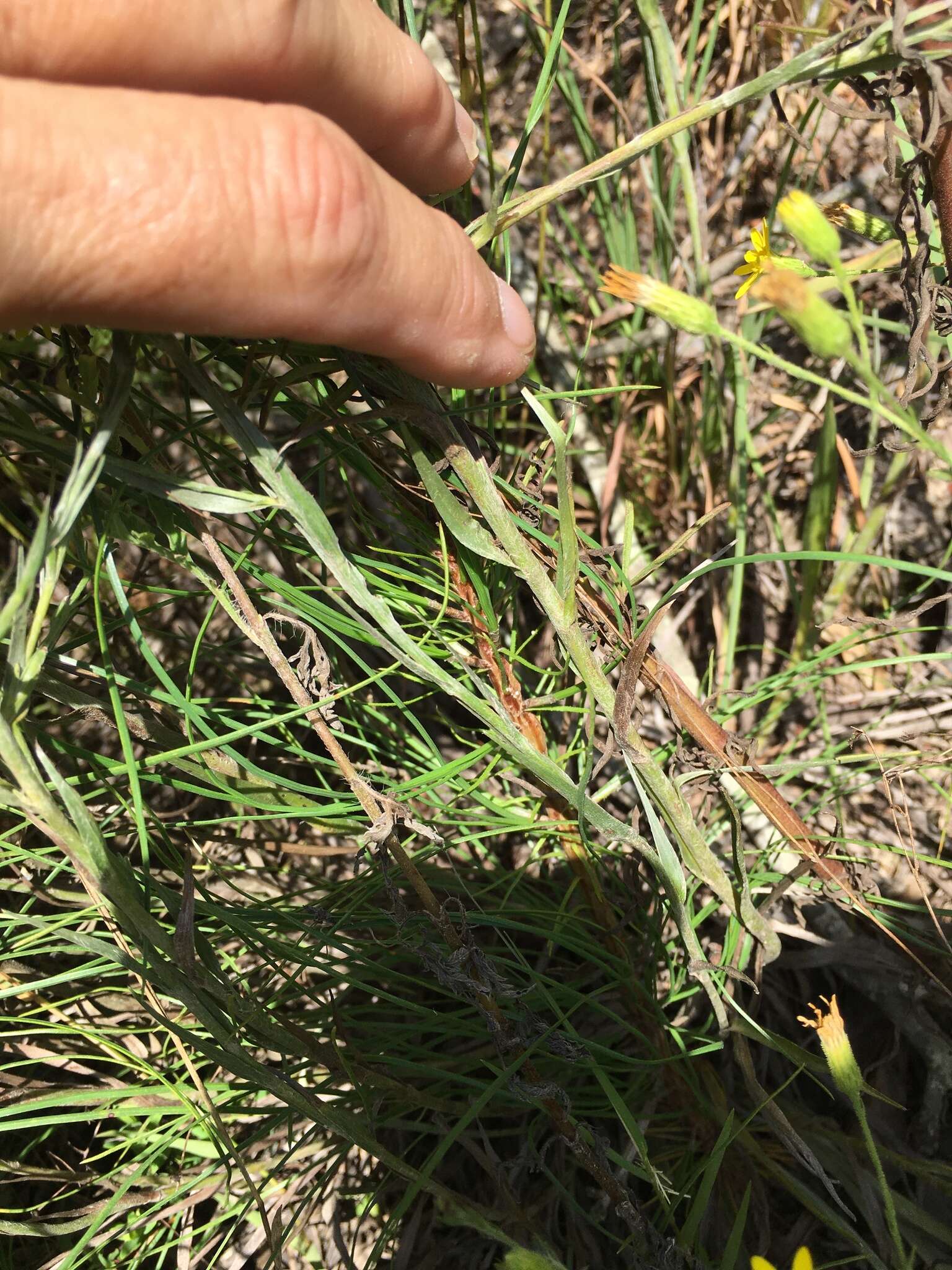 Image of Carolina silkgrass