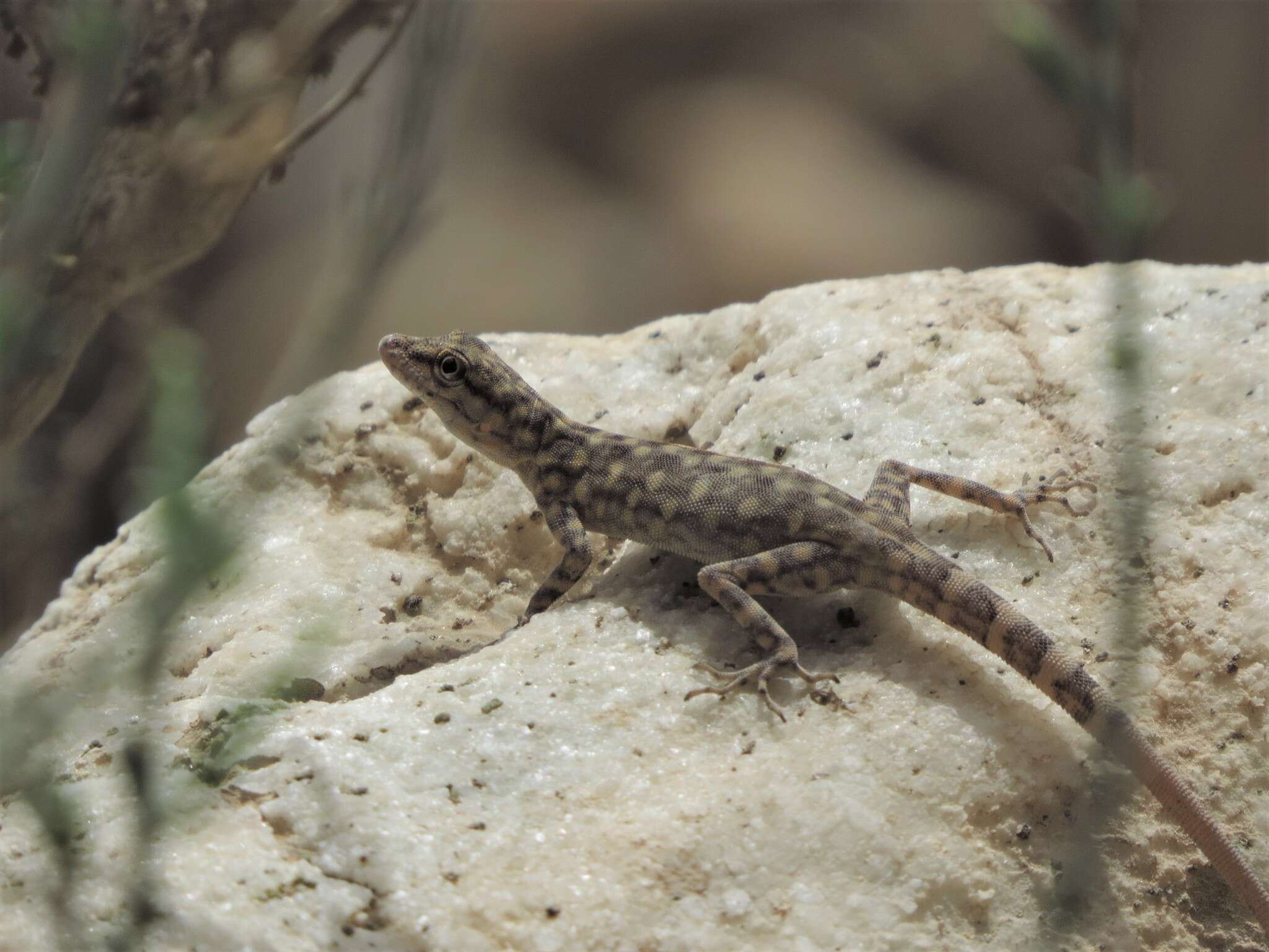 Image of Oman Rock Gecko