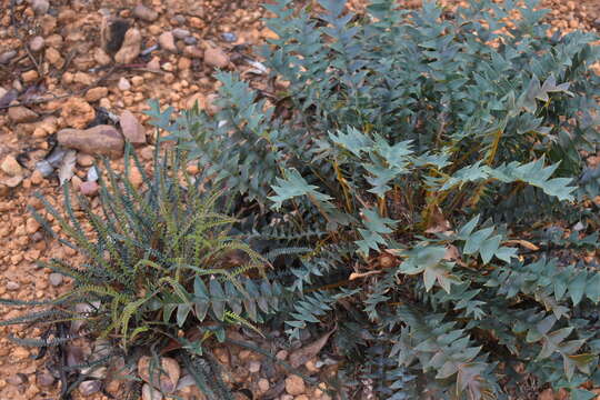 Image of Banksia drummondii (Meissn.) A. R. Mast & K. R. Thiele