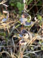 Lysimachia asperulifolia Poir.的圖片