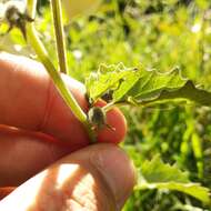 Image of Physalis patula Mill.