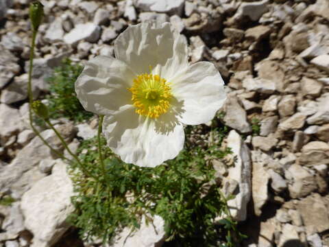 صورة Papaver ernesti-mayeri (Markgraf) T. Wraber