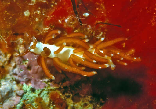 صورة Trinchesia acinosa (Risbec 1928)