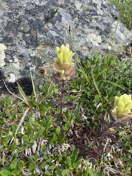 Image of northern Indian paintbrush