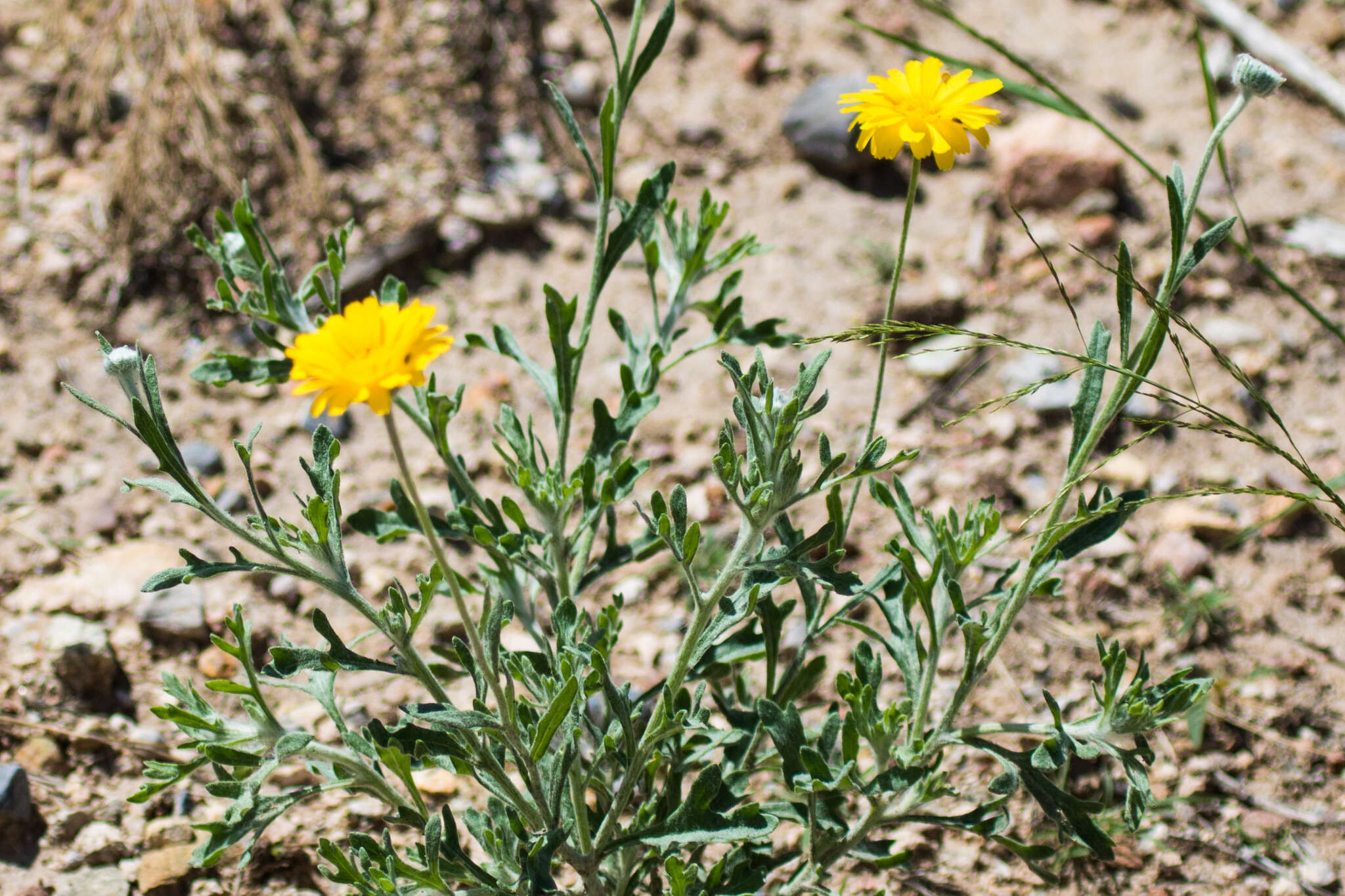 Image of desert marigold