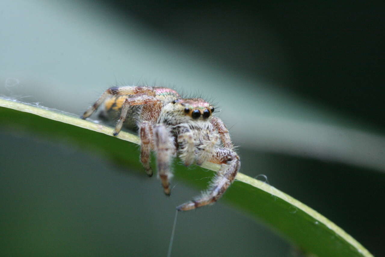 Plancia ëd Paraphidippus aurantius (Lucas 1833)