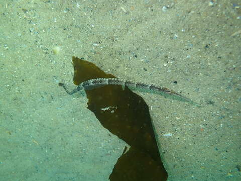 Image of Common Pipefish