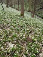 Image of Spring Snowflake