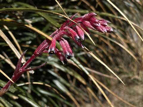 Image of Fernseea itatiaiae (Wawra) Baker