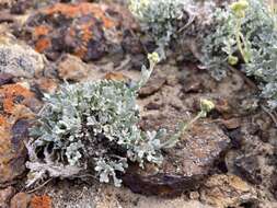 Image of silver chickensage