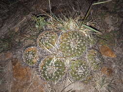 Sivun Echinofossulocactus tetraxiphus kuva