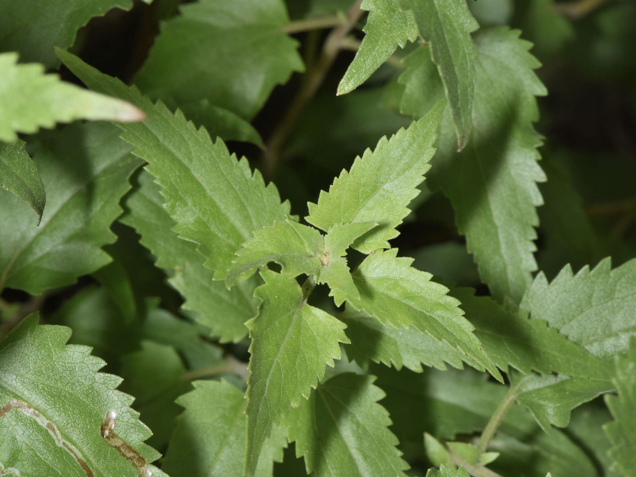 Image of Fendler's brickellbush