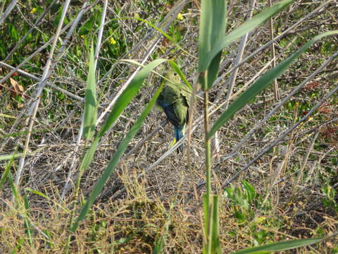 Image of Blue-winged Parrot