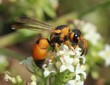 Sivun Brachyodynerus magnificus (Moravitz 1867) kuva