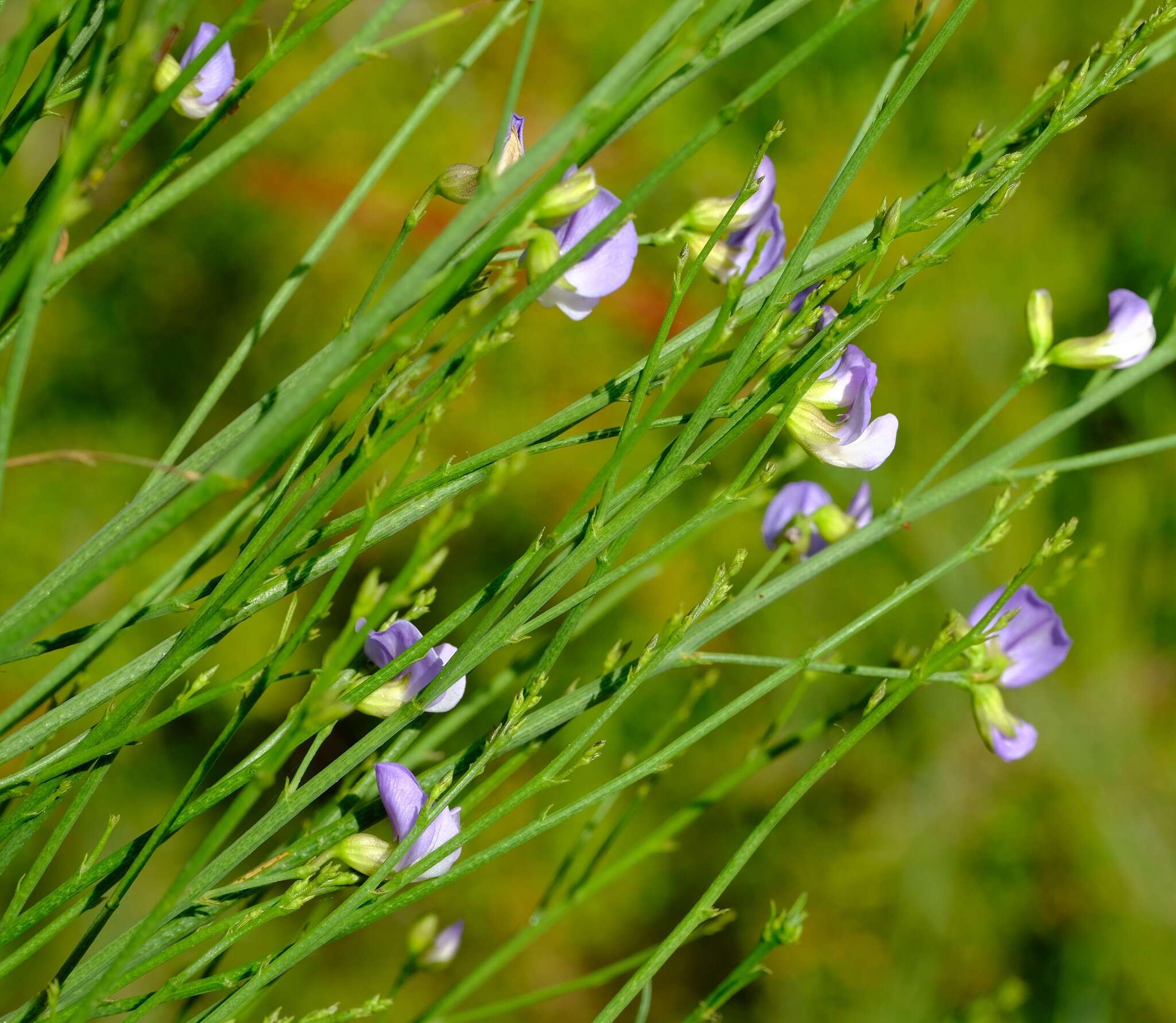 Image of Psoralea ramulosa