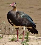 Слика од Plectropterus gambensis niger Sclater & PL 1877