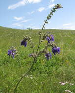 Sivun Salvia nutans L. kuva